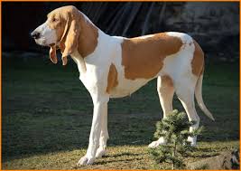 Image result for švycký honič