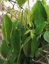 Image result for Flemingia