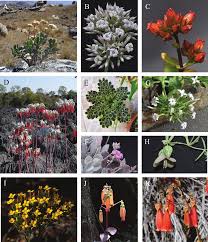 Image result for Kalanchoe latisepala