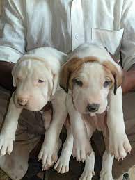 Bully kutta is an indian dog breed also known as the indian mastiff or pakistani mastiff. Bully Kutta Top Bully Kutta Import Export Top Quality Facebook