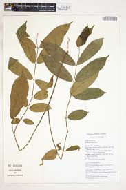 Image result for Motandra