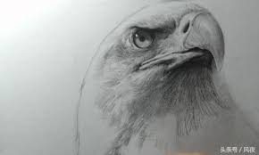 A = orang yang sok pintar dan lemah pada yang namanya olahraga. ç¾Žé™¢è€å¸«åŸ·ç­† æ•™ä½ å¦‚ä½•ç•«å‡ºç´ æå‹•ç‰©ä¸­çš„è€é·¹ æ¯æ—¥é ­æ¢