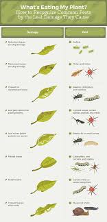 A pest is any animal or plant harmful to humans or human concerns. Uprooting Garden Pests Plants Plant Pests Garden Pests