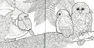 Color The Natural World Coloring Book For Adults Zoe Keller 9781604697186 Christianbook Com