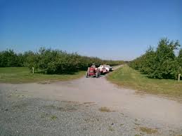 Pommes Autocueillette Verger De La Savane