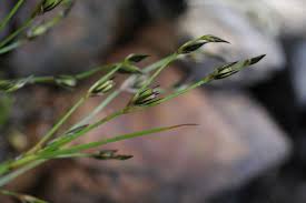 Image result for Juncaceae