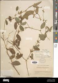 Image result for Ophrestia