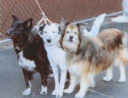 Nataline "Lee" V. Kalcich Obituary