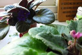 İç mekan süs bitkisi çeşitleri. Ic Mekan Sus Bitkilerinde Olusan Kuflenme