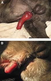 My pups and i visited other pup friends and my old man doggy got waaaay too excited. Priapism In Dogs Sciencedirect