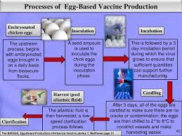Maybe you would like to learn more about one of these? Conventional Methods Of Animal Vaccine Production