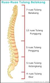 Look through examples of tulang belakang translation in sentences, listen to pronunciation and learn grammar. Tulang Tulang Belakang Dan Jumplahnya Brainly Co Id