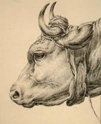 Maybe you would like to learn more about one of these? Central European 19th Century Pencil Drawing Of A Bull S Head Cow Art Animal Paintings Drawings