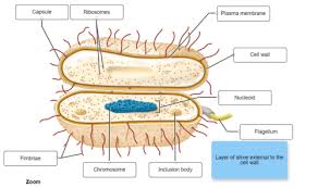Micro Bio Practice Test Questions Flashcards Quizlet