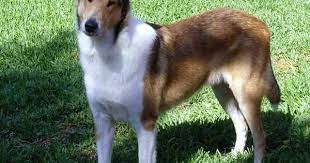 Bliscoli Kennels Rough Collie Smooth Collie Collie
