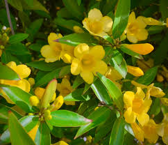 Image result for Jasminum fluminense