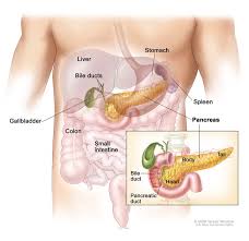 Symptoms of pancreatic cancer include jaundice (yellowing of the eyes and skin), belly or back pain, unintended weight loss, poor appetite. Pancreatic Cancer Treatment Adult Pdq Patient Version National Cancer Institute