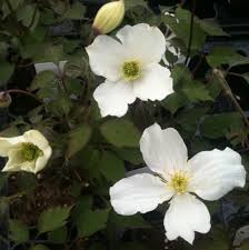 Check spelling or type a new query. Best Clematis For A North Facing Wall Perfect For Shade Pyracantha Co Uk