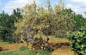 Comme tous les agrumes, le citron est une proie facile pour les parasites et les maladies s'il n'est pas entretenu correctement. Habib Mhamdi Auteur Sur Maison Des Agrumes Page 4 Sur 6