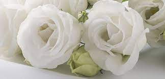 Flowers for funeral service uk. Funeral Flowers Professional Service Eflorist