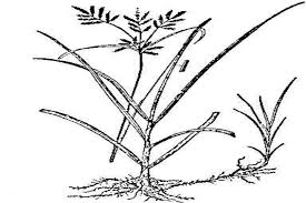 Image result for Cyperus distans
