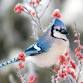 Winter Bird Walk event in Lewisberry, PA