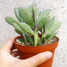 Purple and green leaf succulent plant. Vertical Leaf Senecio Crassissimus Succulent Care Guide Succulents Box
