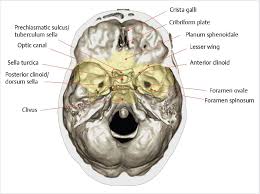 The optic foramen, the opening through which the optic nerve runs back into the brain and the large ophthalmic artery enters the orbit, is at the nasal side of the apex. Sellar Parasellar And Clival Region Radiology Key