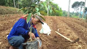 Durian musang king ini hampir tanpa biji loh boss, daging tebal pasti nya. Cara Tanam Durian Montong Musangking Dengan Pupuk Organik Pupuk Kandang Kletong Sapi Youtube