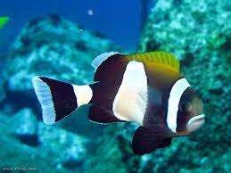 Blue Lip Anemonefish Ocean Creatures Underwater Life Sea Animals