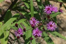 Image result for Vernonia natalensis