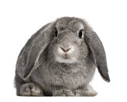 Image result for bunny