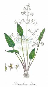 Image result for Alismataceae