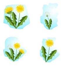 Dandelion Flower Set Royalty Free Vector Image Dandelion Flower Dandelion Vector Free