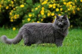 She has long, pointed ears and a long fluffy tail. 10 Blue Cat Breeds With Pictures Pet Keen