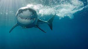 Further up the beach, there is also the chelsea yacht club. Nine Fin Facts About Sharks In Victoria And Some Terrifying Close Encounters