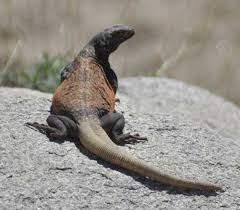 Black And White Striped Lizard Arizona Chukwalla Animals Creepy Animals