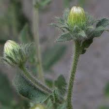 Image result for Pseudoconyza viscosa