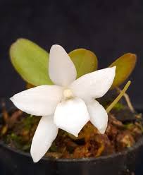 Image result for Aerangis appendiculata
