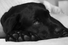 Born march 22nd will be ready for new home may 17th have 5 yellow and 1 black call alex x. What You Need To Know About Canine Influenza In Greensboro Nc