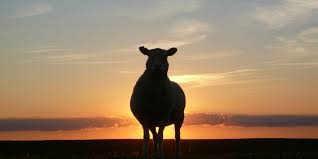What Is The Real Meaning Behind Baa Baa Black Sheep Sporcle Blog Presenting the full video song 'baa baaa black sheep (title song) ' from the bollywood movie baa baaa black sheep starring anupam kher, maniesh paul. what is the real meaning behind baa