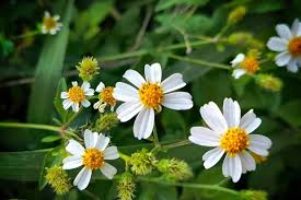 Image result for Bidens