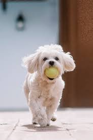 White Maltese Bichon Dog Playing With Ball In Mouth In 2020 Bichon Dog Maltese Dogs