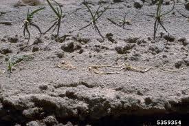 Early showers have resulted in the onions rotting, causing a stench all around. Onion Pythium Root Rot Info How To Treat Onions With Pythium Rot