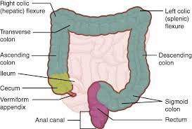 Large Intestine Openstax Google Search Intestines Anatomy Large Intestine Cancer Prevention
