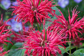 Fire marshall is a beloved monarda for its classic red color and significant resistance to powdery mildew fungus. Monarda Fire Marshall Pp23286 Stonehouse Nursery