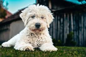 Image result for Komondor