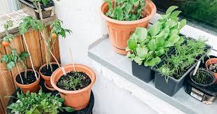 Huerto Urbano En Macetas Que Plantar Y Como Cultivar Hortalizas