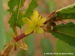 Image result for Corchorus schimperi