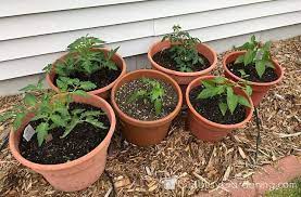 Maybe you would like to learn more about one of these? How To Choose The Best Potting Mix For Container Gardening